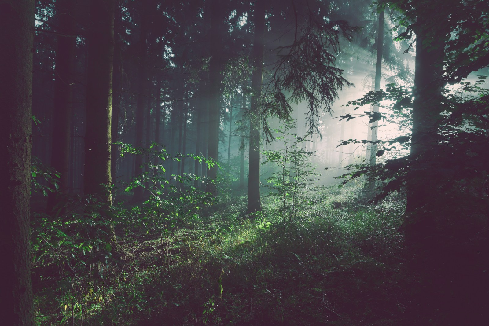 Sunlight filtering through a lush green forest